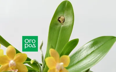 Лечение болезней и заболеваний орхидей - Agro-Market