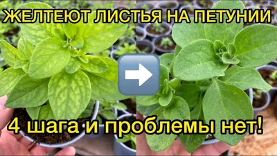 ХЛОРОЗ на петунии - быстрое решение проблемы!!! - YouTube