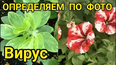 ТАКИЕ ПЕТУНИИ ЛУЧШЕ СЖЕЧЬ! ВИРУС НА ПЕТУНИИ - YouTube