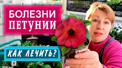 ПЕТУНИЯ. Почему желтеют и сохнут нижние листья? Что предпринять? - YouTube