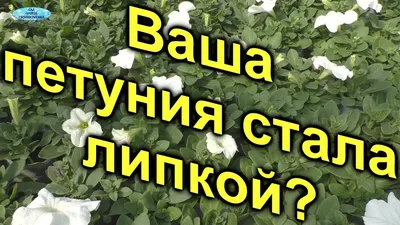 Липкие листья у петуний: причины, что делать, уход, профилактика