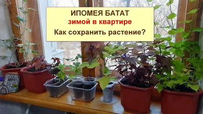 Варианты использования ПЕТУНИИ