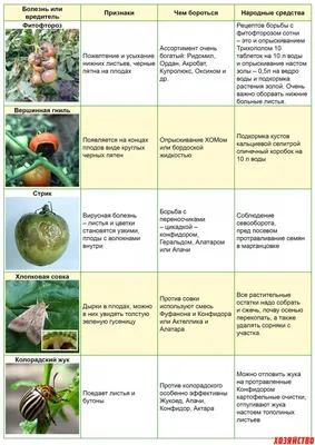 Болезни томатов: описания с фото и методы предупреждения и лечения
