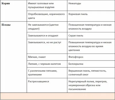 Болезни Помидоров Испорченный Помидор Плесенью Белом Фоне Экологическая  Угроза Сельского стоковое фото ©Kinderkz 250703882