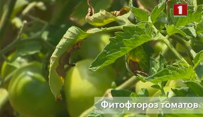 Болезни и вредители помидоров