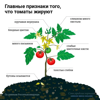 Болезни томатов — лечение и профилактика, симптомы, виды, фото | ДОМ, МИЛЫЙ  ДОМ | Дзен