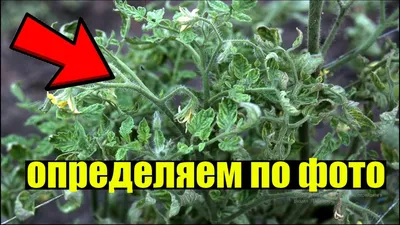 САМЫЕ СТРАШНЫЕ БОЛЕЗНИ ТОМАТОВ! КАК ОПРЕДЕЛИТЬ И КАК БОРОТЬСЯ - YouTube