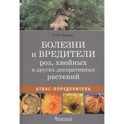 Распространенные болезни роз: признаки, вероятные причины и профилактика