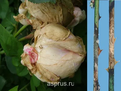 Болезни роз и их лечение | Blog.Florium