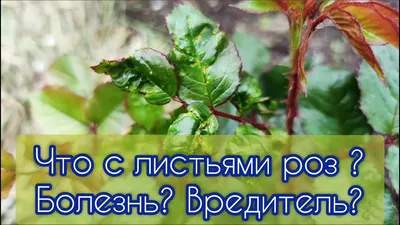 Розовый болезнь : Ржавчина на розы Стоковое Изображение - изображение  насчитывающей природа, напольно: 185965349