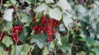 Основные болезни смородины черной и меры борьбы с ними | АППЯПМ