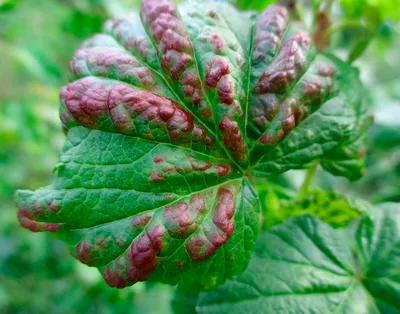 Болезни смородины и борьба с ними - Agro-Market