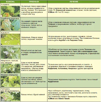 Болезни смородины и крыжовника с фото – как лечить | Огородник.Инфо | Дзен