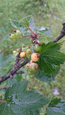 Болезни смородины и крыжовника и их лечение