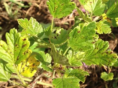 Болезни смородины и крыжовника🌱 🌿 Антракноз - небольшие красные пятна  (вздуваются и увеличиваются). Развивается в опавшей листве (осенью л… |  Instagram