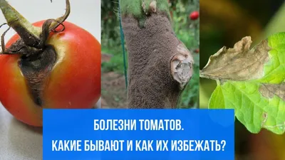 Парниковый эффект: как спасти от болезней томаты в теплице