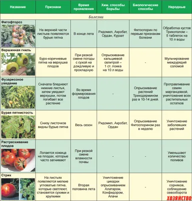 Болезни томатов | Описание, и их лечение