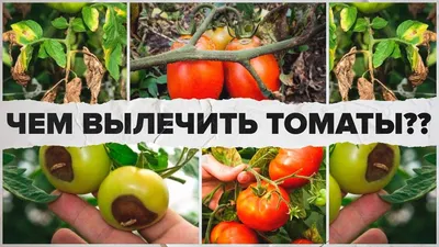 Горецкие томаты