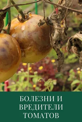 Болезни томатов — лечение и профилактика, симптомы, виды, фото | ДОМ, МИЛЫЙ  ДОМ | Дзен