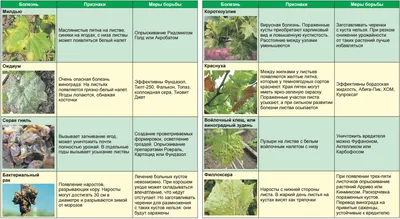 Ставим диагноз.Определение болезни винограда по характерным признакам. |  Лоза виноградная | Дзен