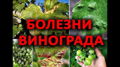 Мучнистая роса винограда или оидиум. Описание и методы лечения