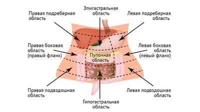 Болит в животе – основные причины синдрома и первая помощь — клиника  «Добробут»