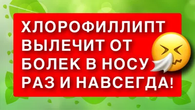 Собака Такса найдена в Балахне с болячкой на носу | Pet911.ru