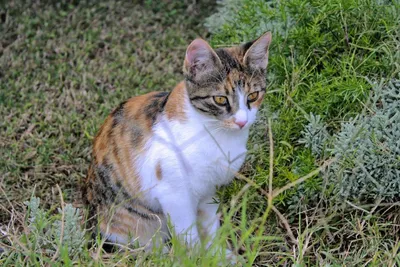 Стригущий лишай у кошки. Причины, симптомы методы лечения