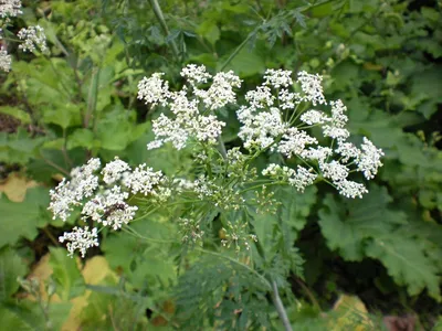 Болиголов пятнистый (Conium maculatum)