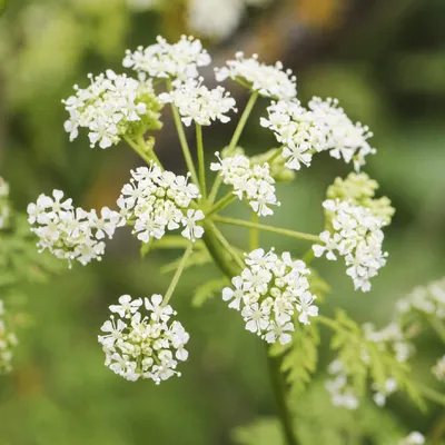 Болиголов пятнистый (Conium maculatum) - PictureThis