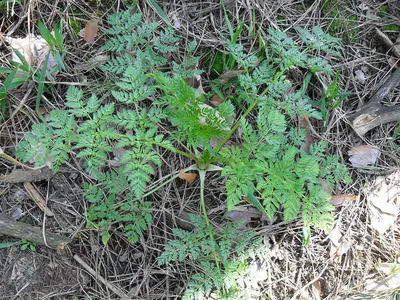 Болиголов пятнистый (Conium maculatum)