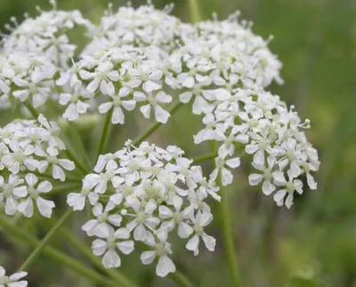 БОЛИГОЛОВ пятнистый (Qonium maculatum )| семена, купить - Редкие  экзотические и лекарственные растения