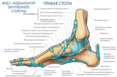 Туфли-лодочки и бугорок сзади на пятке. Боль в этом месте и специальные  упражнения. | Для пациентов | Дзен