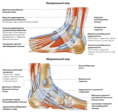 Боль в голеностопном суставе: что делать, куда обратиться за помощью? -  Центр доктора Бубновского