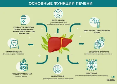 Эти десять признаков указывают на больную печень | 07.08.2022, ИноСМИ