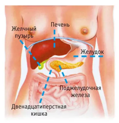 Алкогольная болезнь печени » КГБУЗ \"Таймырская МРБ\"