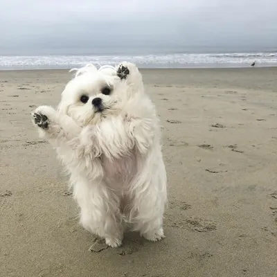 Мини мальчик мальтийская болонка (bichon maltese)