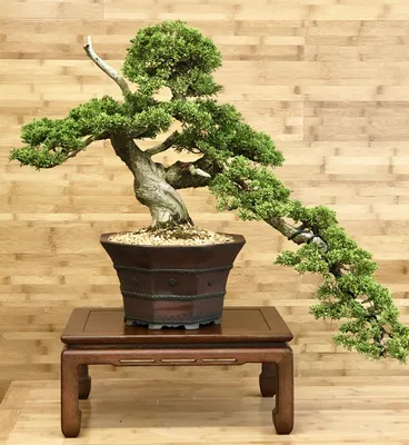 Juniper Bonsai Trees - Greenwood Bonsai Studio