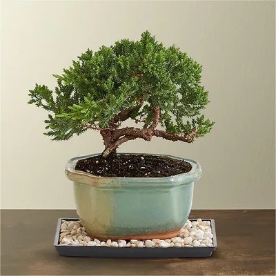 Juniper Bonsai Tree