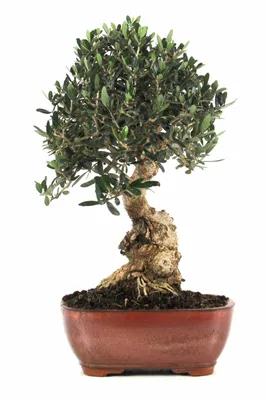 Ficus Microcarpa 'Green Gem' - One of a Kind Bonsai - Wigert's Bonsai