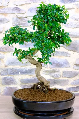 Wild-Olive Bonsai aus Spanien 17 Jahre 43 cm 216 bei OYAKI Bonsai kaufen