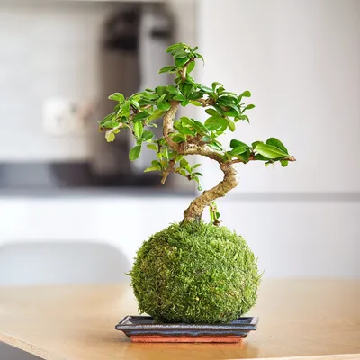 Powerful Tea Tree Bonsai with Glossy Foliage - Highly Artistic