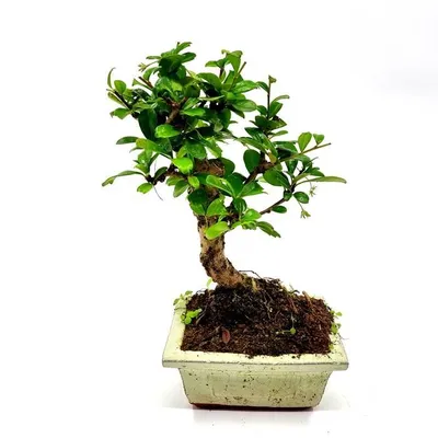 Ficus Microcarpa 'Green Gem' - One of a Kind Bonsai - Wigert's Bonsai