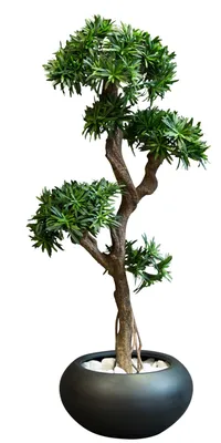 Künstlicher Bonsai Pfennigblatt eingetopft 34 cm | DecoWoerner