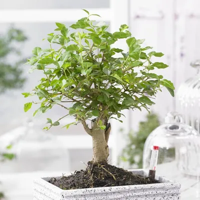 Bonsai Kunstpflanze grün, Höhe ca. 90 cm | Wohnfuehlidee