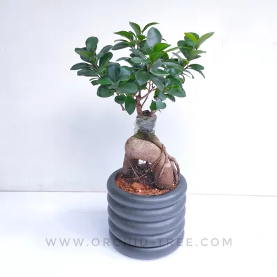 Bonsai Ligustrum nitida Broom günstig kaufen - Meingartenshop.de