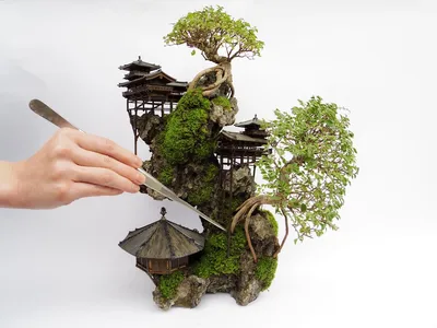 David Easterbrook Bonsai