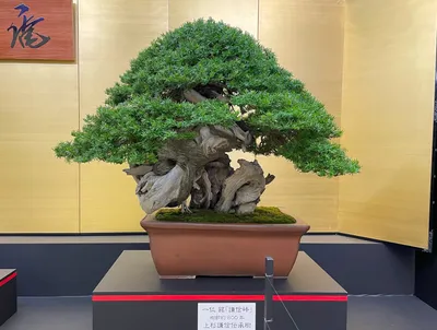 Bonsai: Arten und Formen [mit Bildern] – feey GmbH