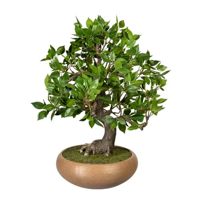 5 Bonsai Trees You Can Grow at Home