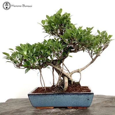 Bonsai - Wikipedia